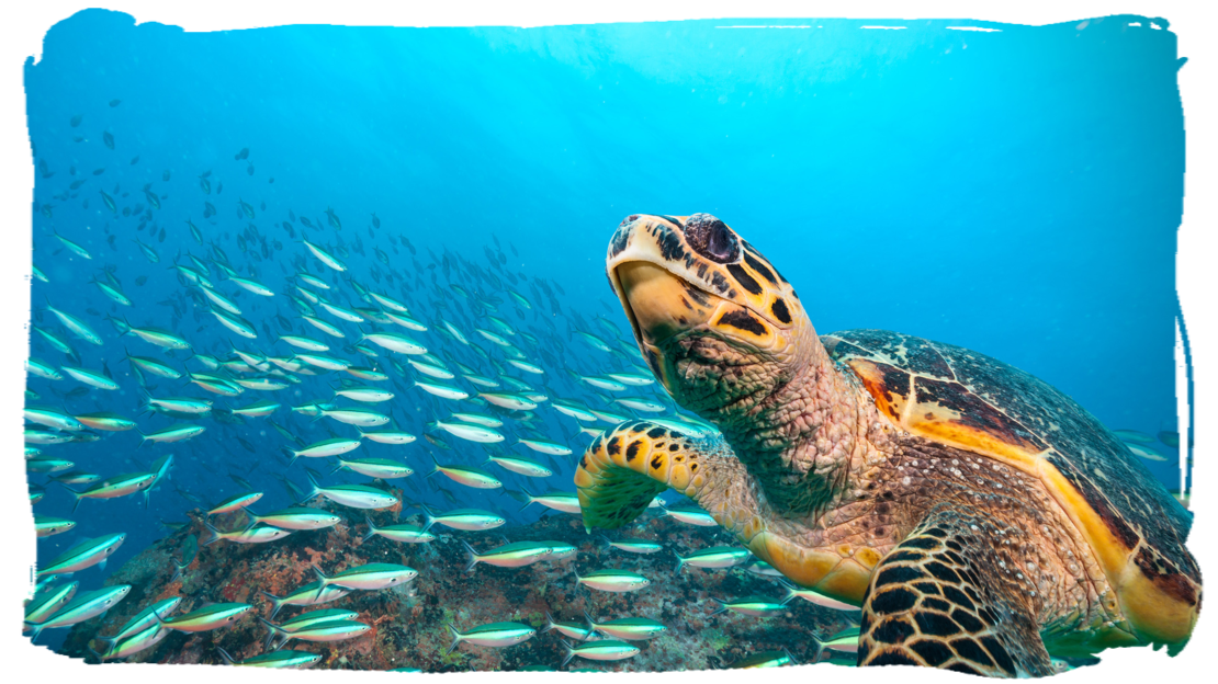 SEATURTLE