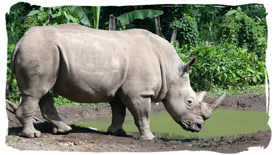White Rhino